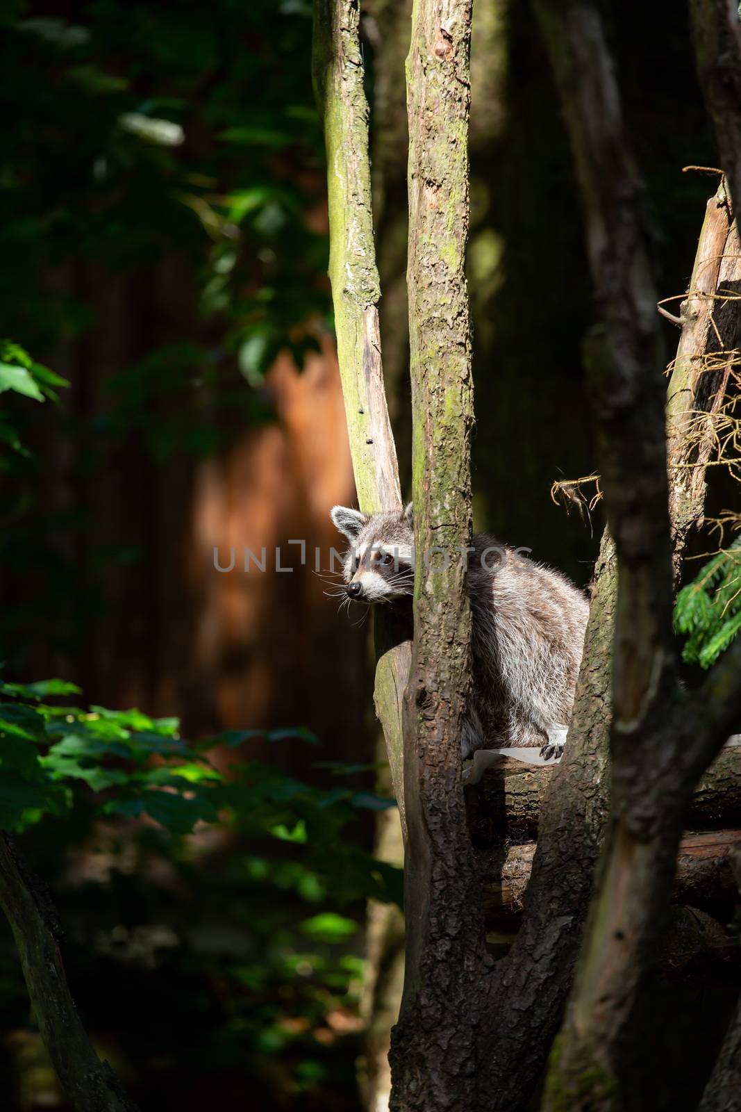 A raccoon looks straight into the camera by sandra_fotodesign