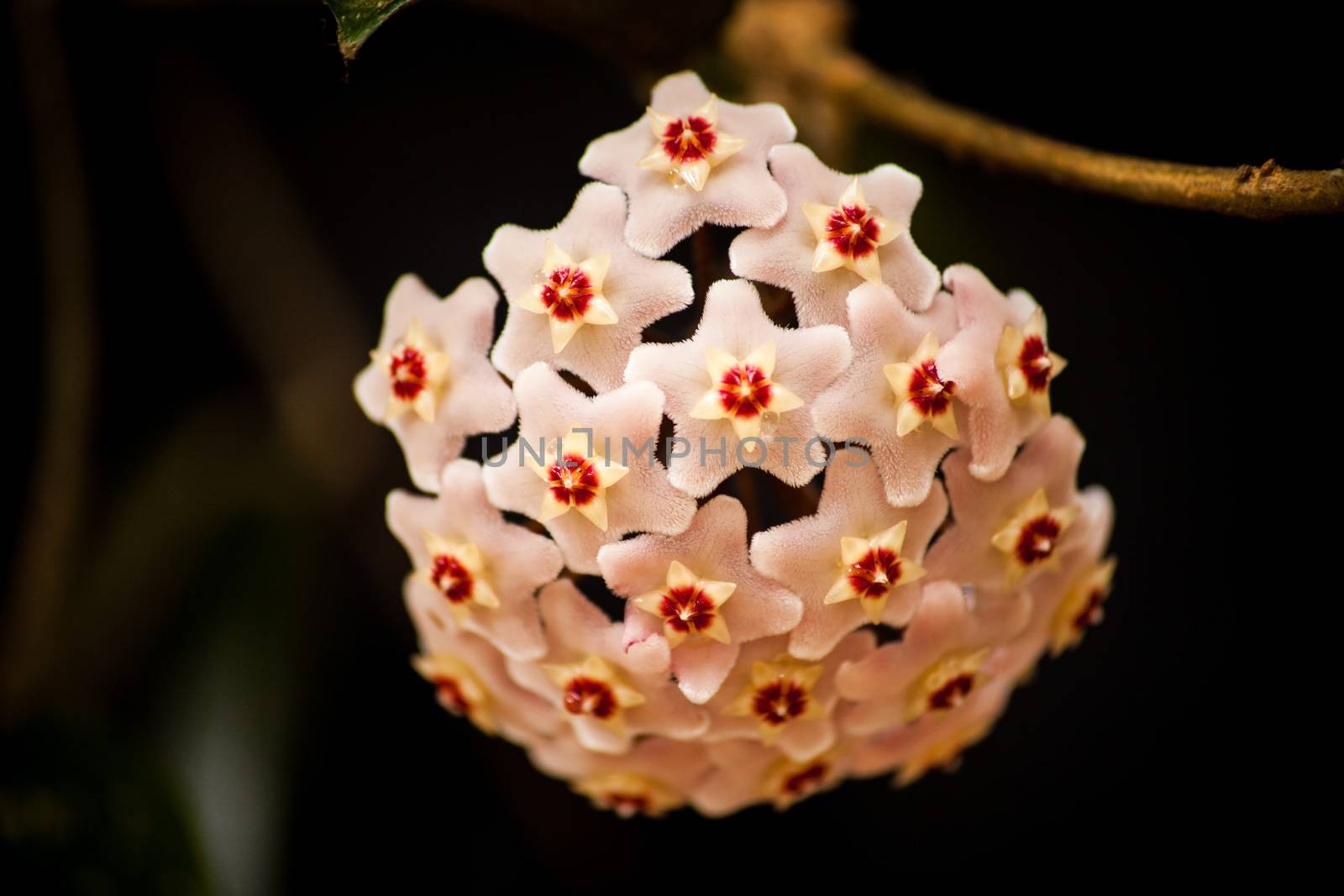 Macro Image of the flower of the Hoya Waxplant