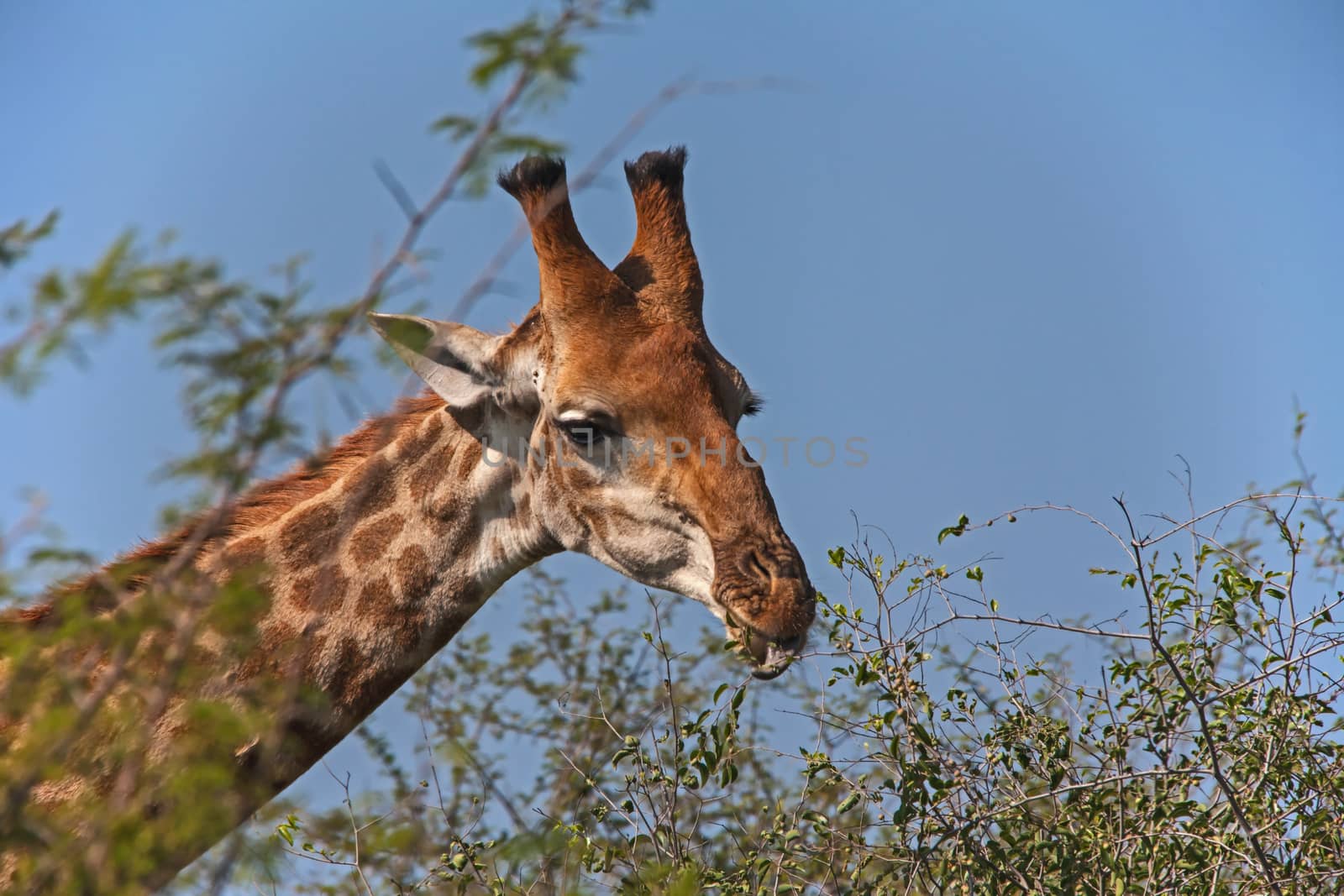 Giraffe Feeding by kobus_peche