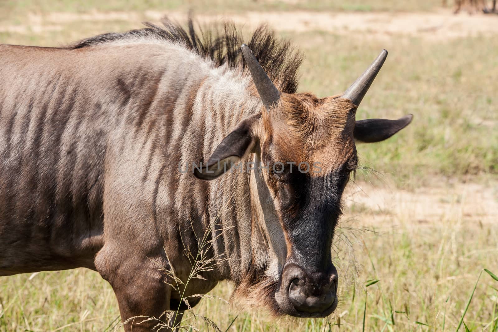 Common or Blue wildebeest (Connochaetes taurinus) photographed in Kruger National Park. South Africa