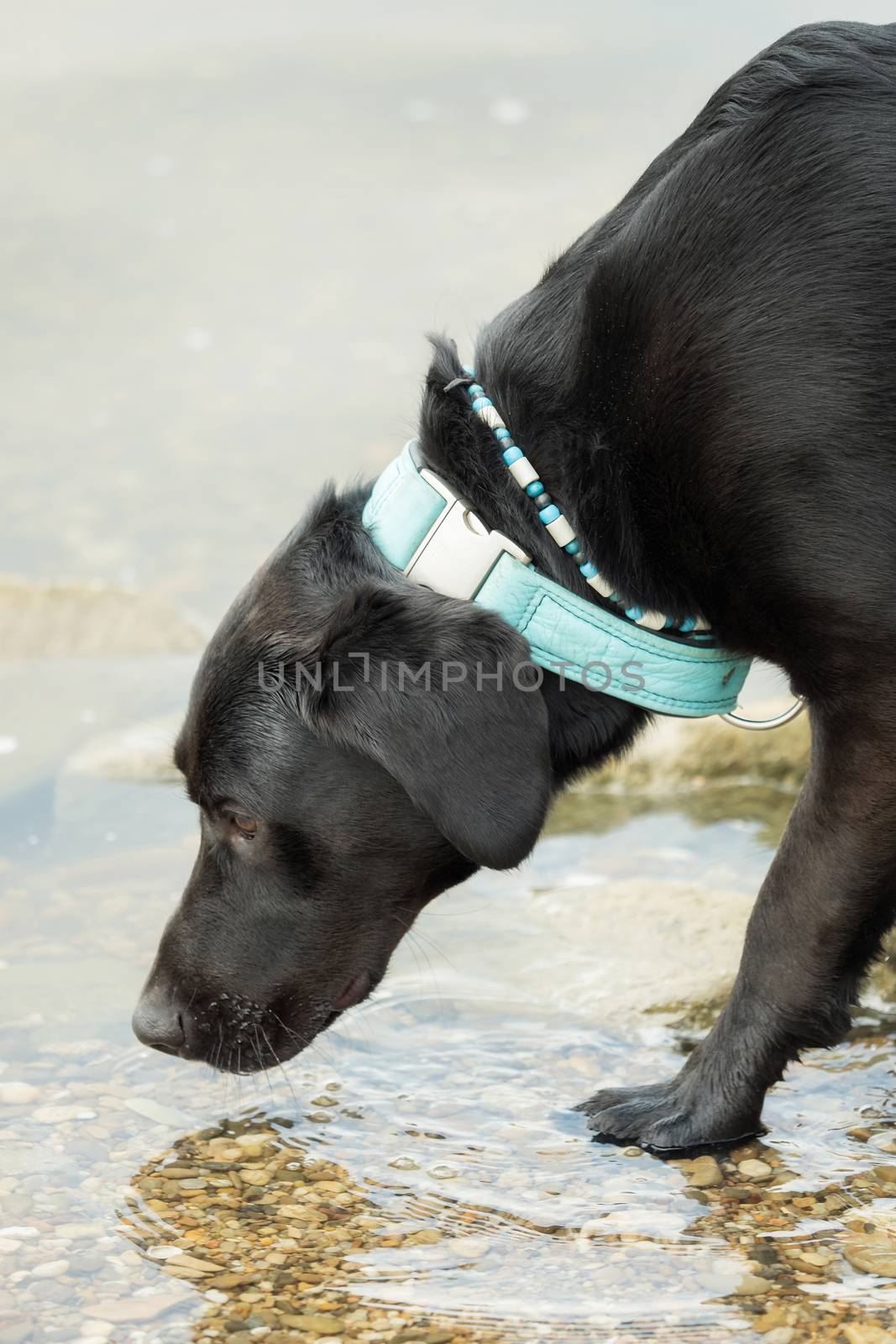 A black labrador outside by the water