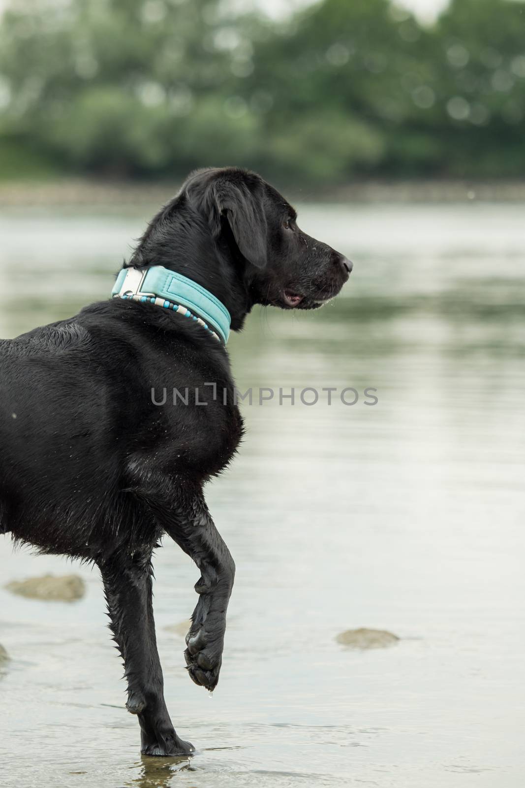 A black labrador outside by the water