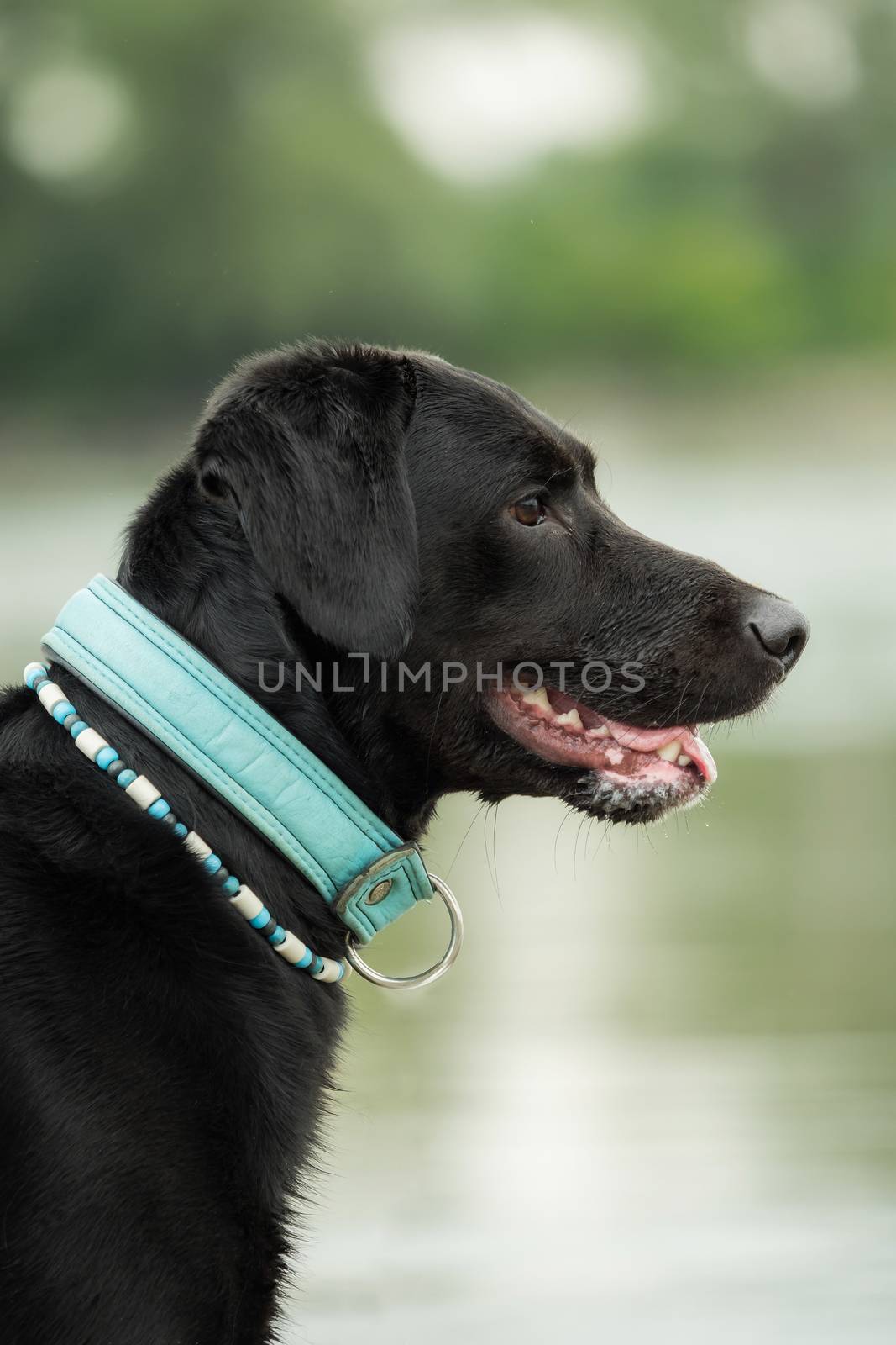 A black labrador outside by the water by sandra_fotodesign