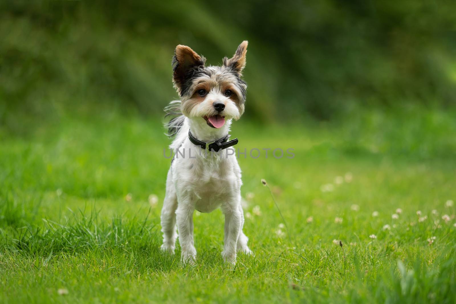 A little terrier with short hair out in the meadow