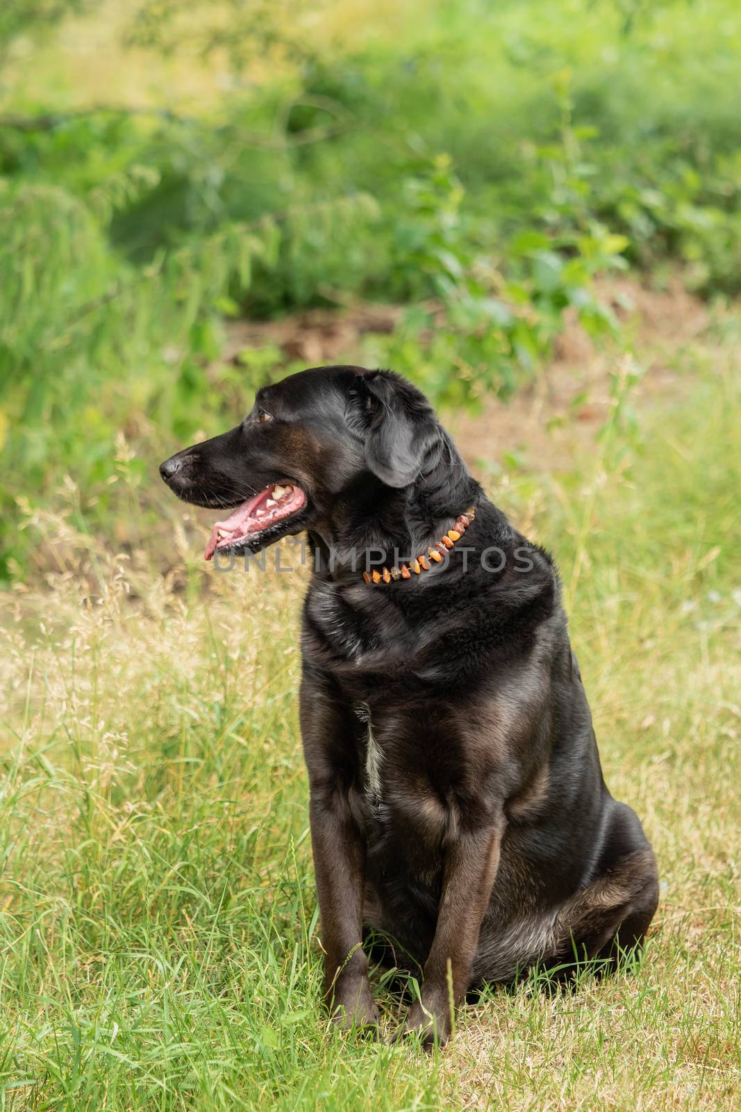 A black Labrador retriever out in the meadow