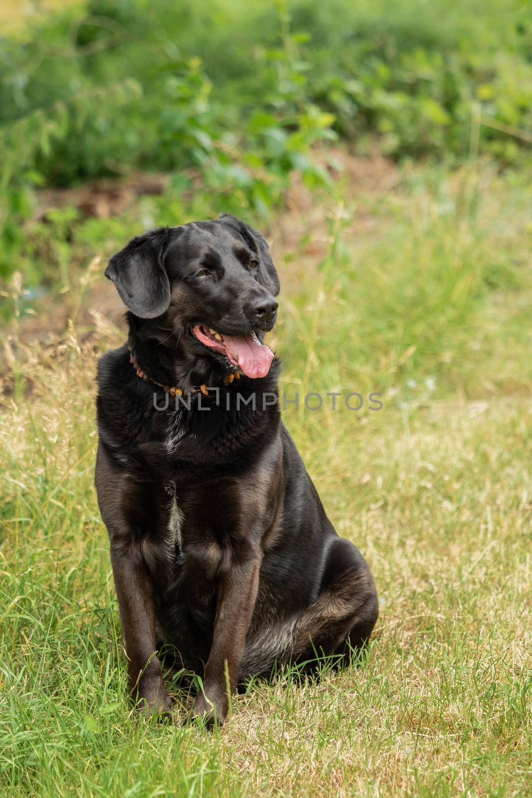 A black Labrador retriever out in the meadow by sandra_fotodesign