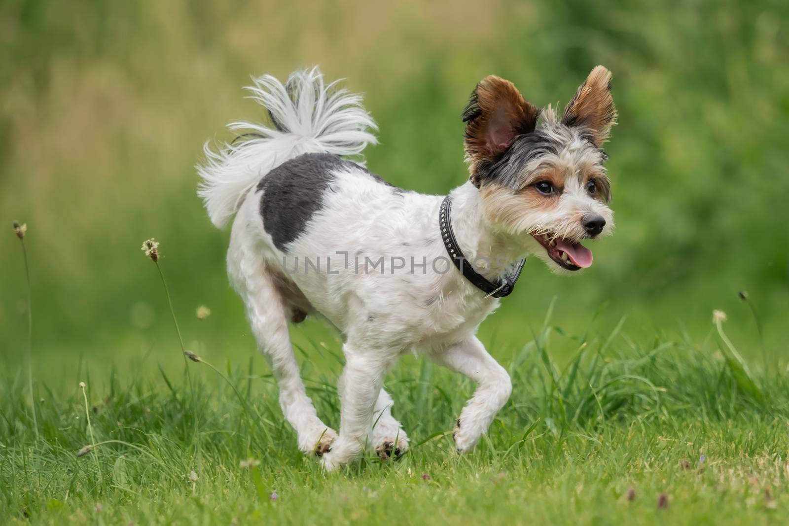 A little terrier with short hair out in the meadow