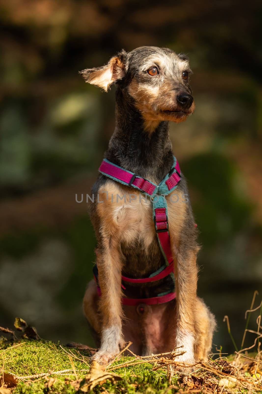 A little terrier mixed breed with short hair by sandra_fotodesign