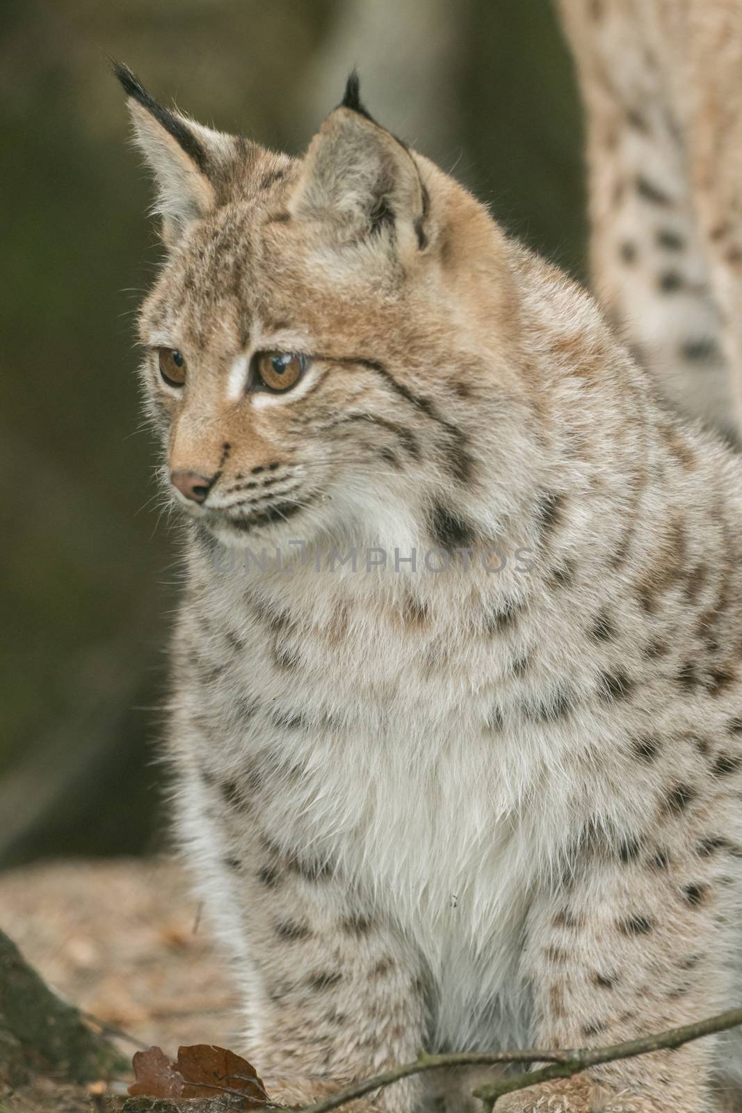 A young lynx is attentively in the forest