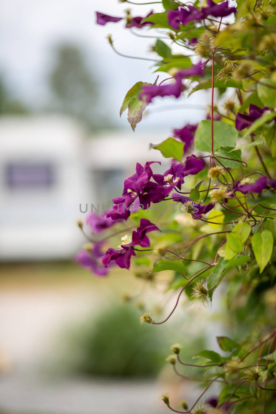 Impressions on a campsite on a sunny day by sandra_fotodesign