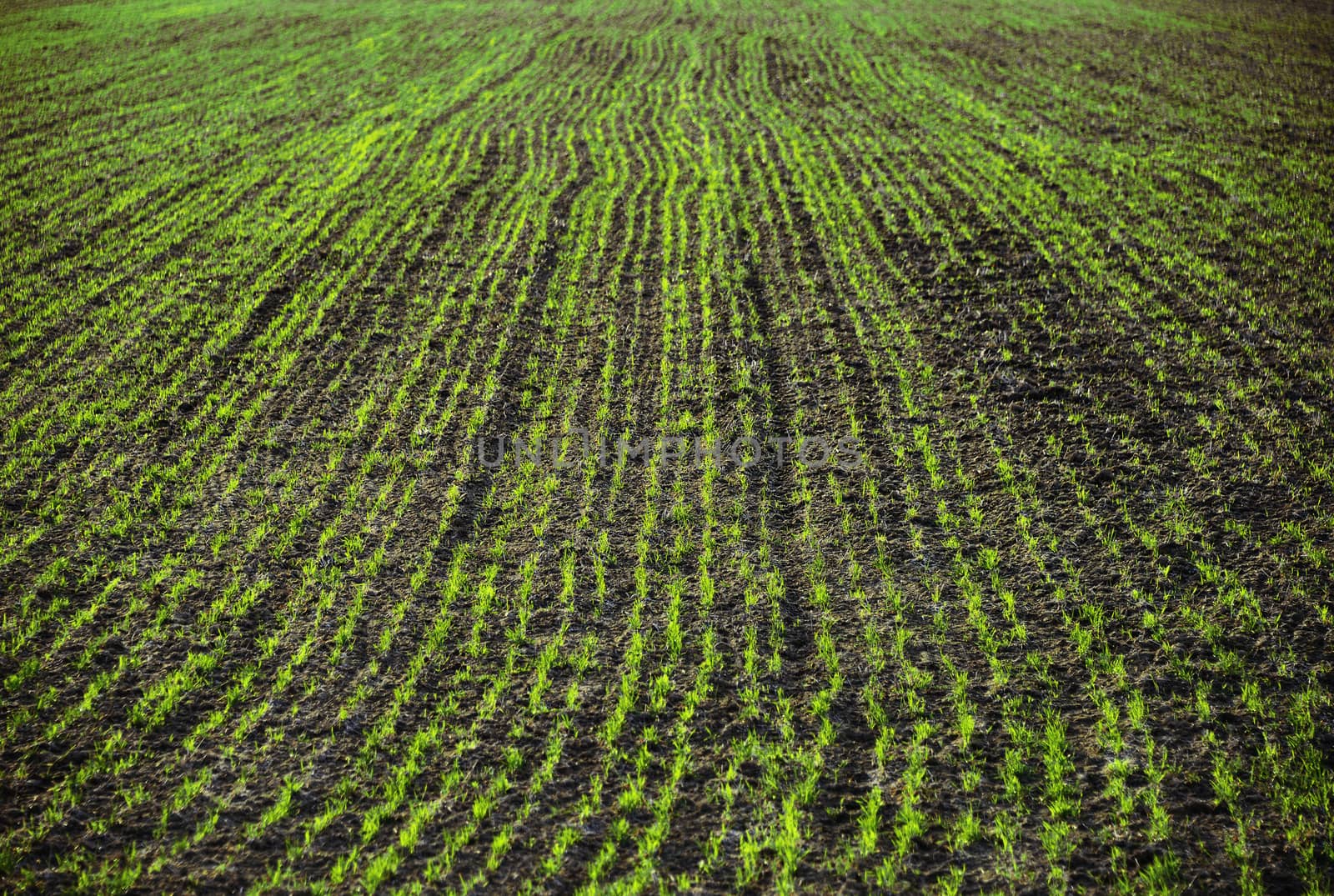 View to the country landscape with growing wheat