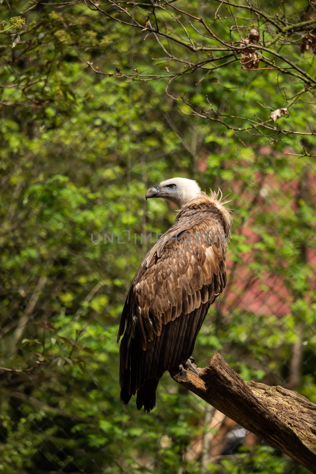 A griffon vulture in the enclosure on a branch