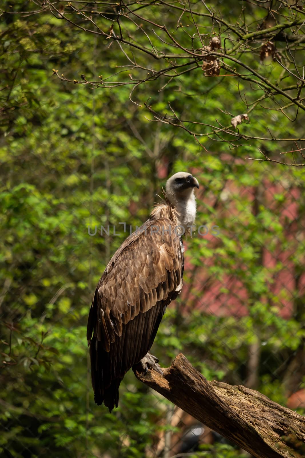 A griffon vulture in the enclosure on a branch by sandra_fotodesign