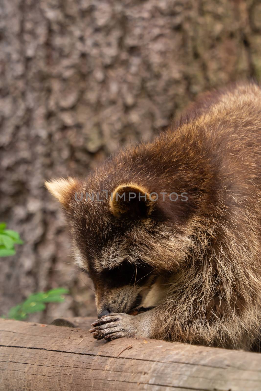 A raccoon is eating something outdoor by sandra_fotodesign