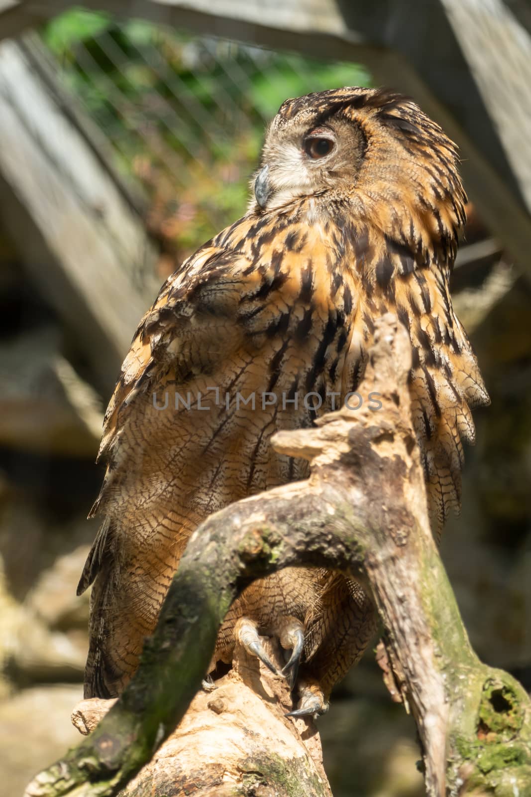 An eagle owl looks into the distance by sandra_fotodesign