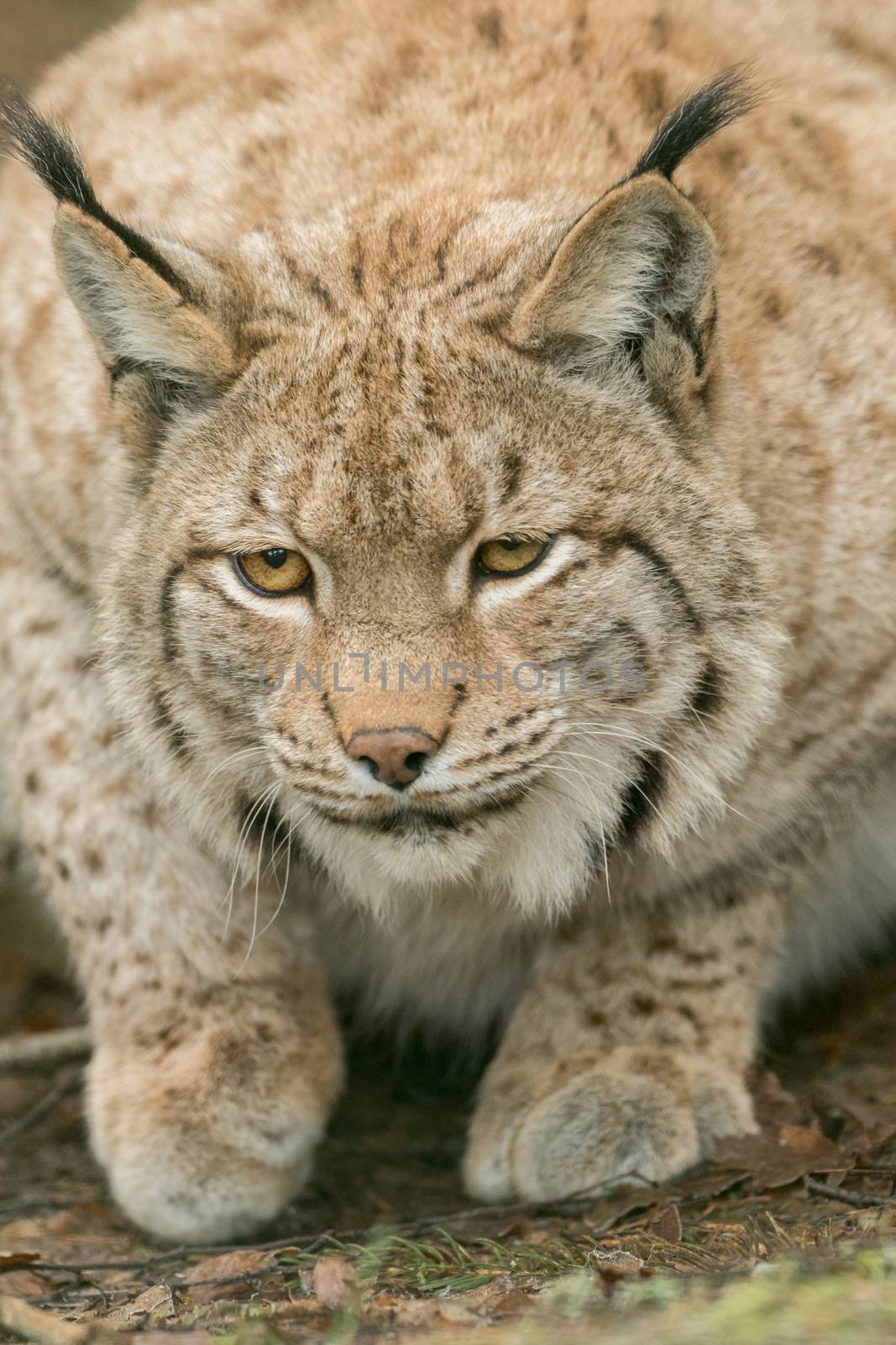 A big lynx is attentive outside in winter by sandra_fotodesign