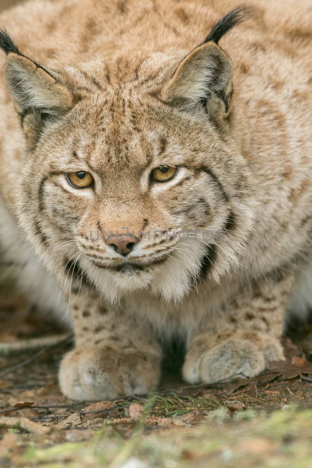 A big lynx is attentive outside in winter