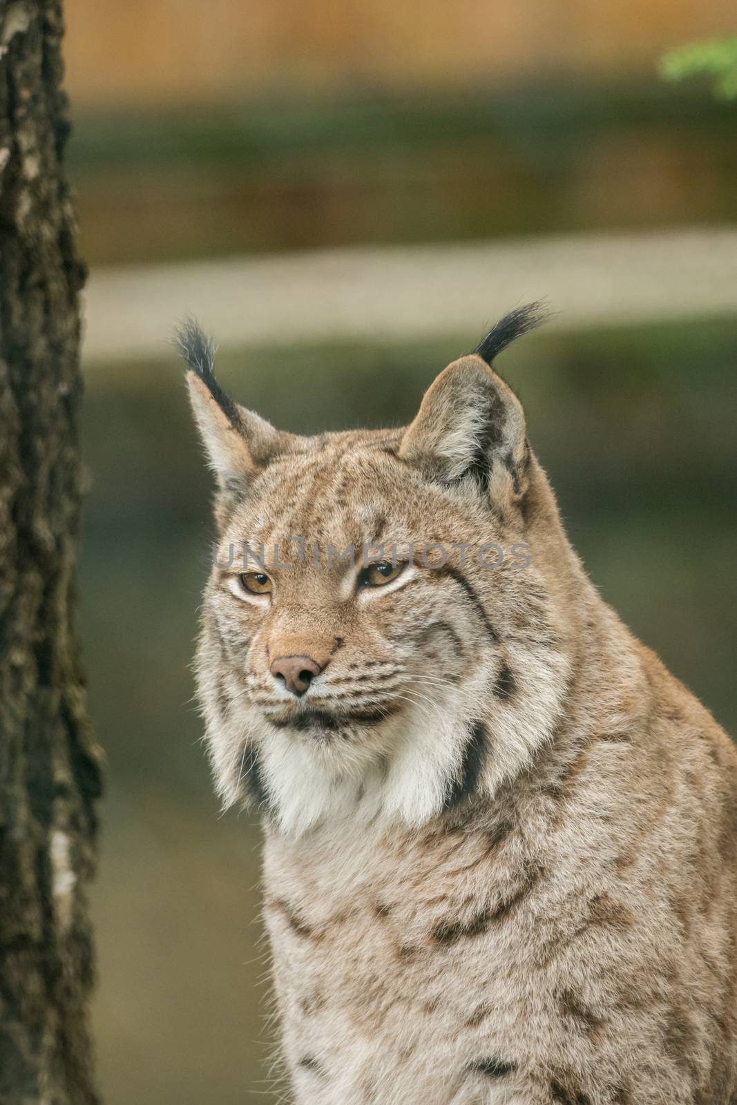 A big lynx is attentive outside in winter by sandra_fotodesign
