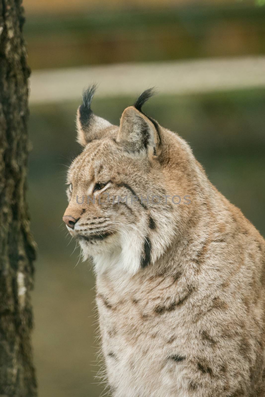 A big lynx is attentive outside in winter by sandra_fotodesign