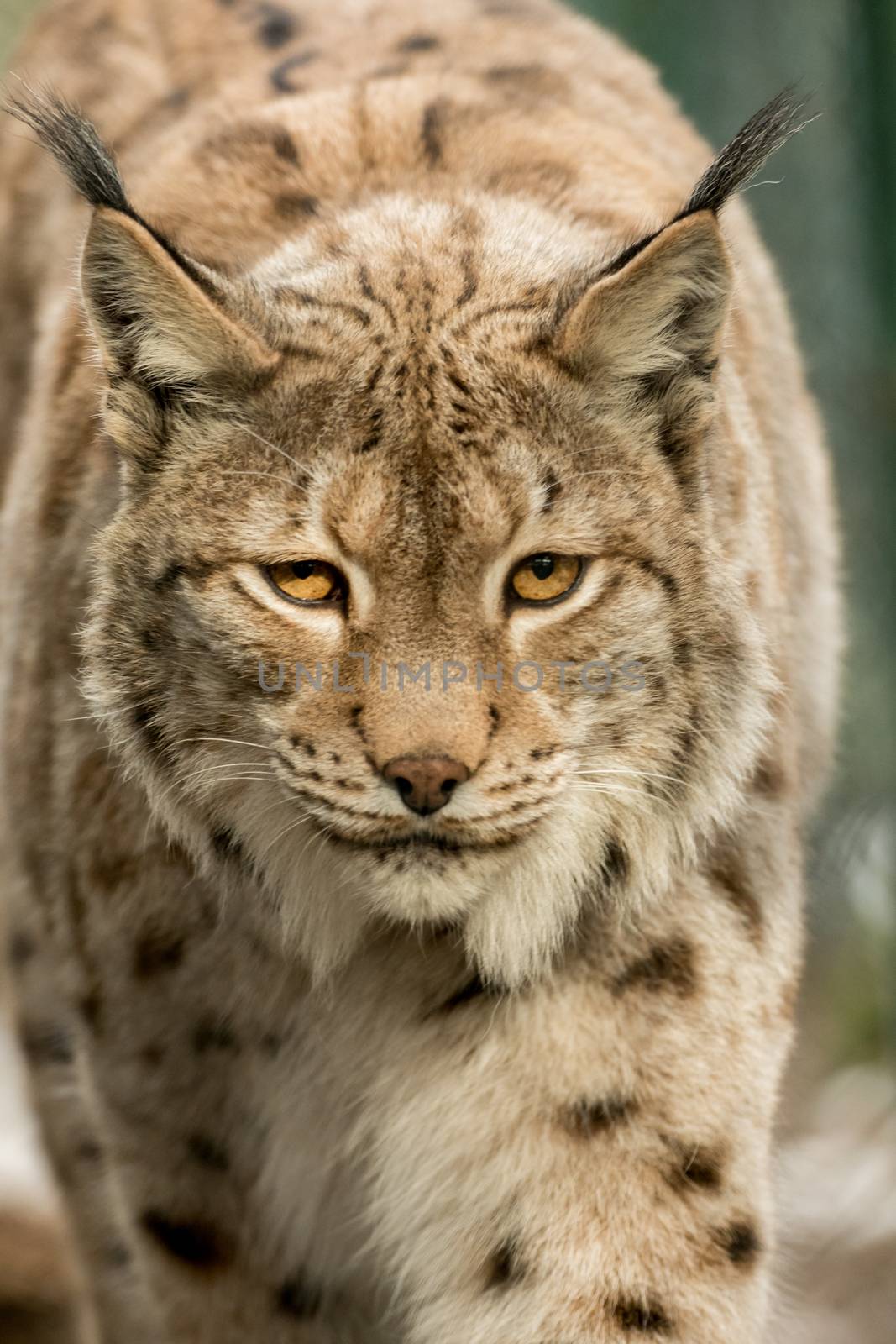 A big lynx is attentive outside in winter by sandra_fotodesign