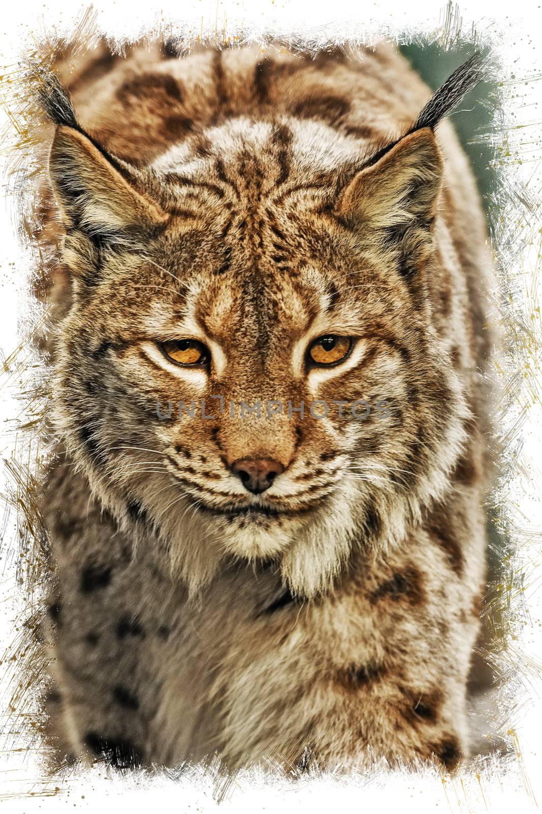 A big lynx is attentive outside in winter by sandra_fotodesign