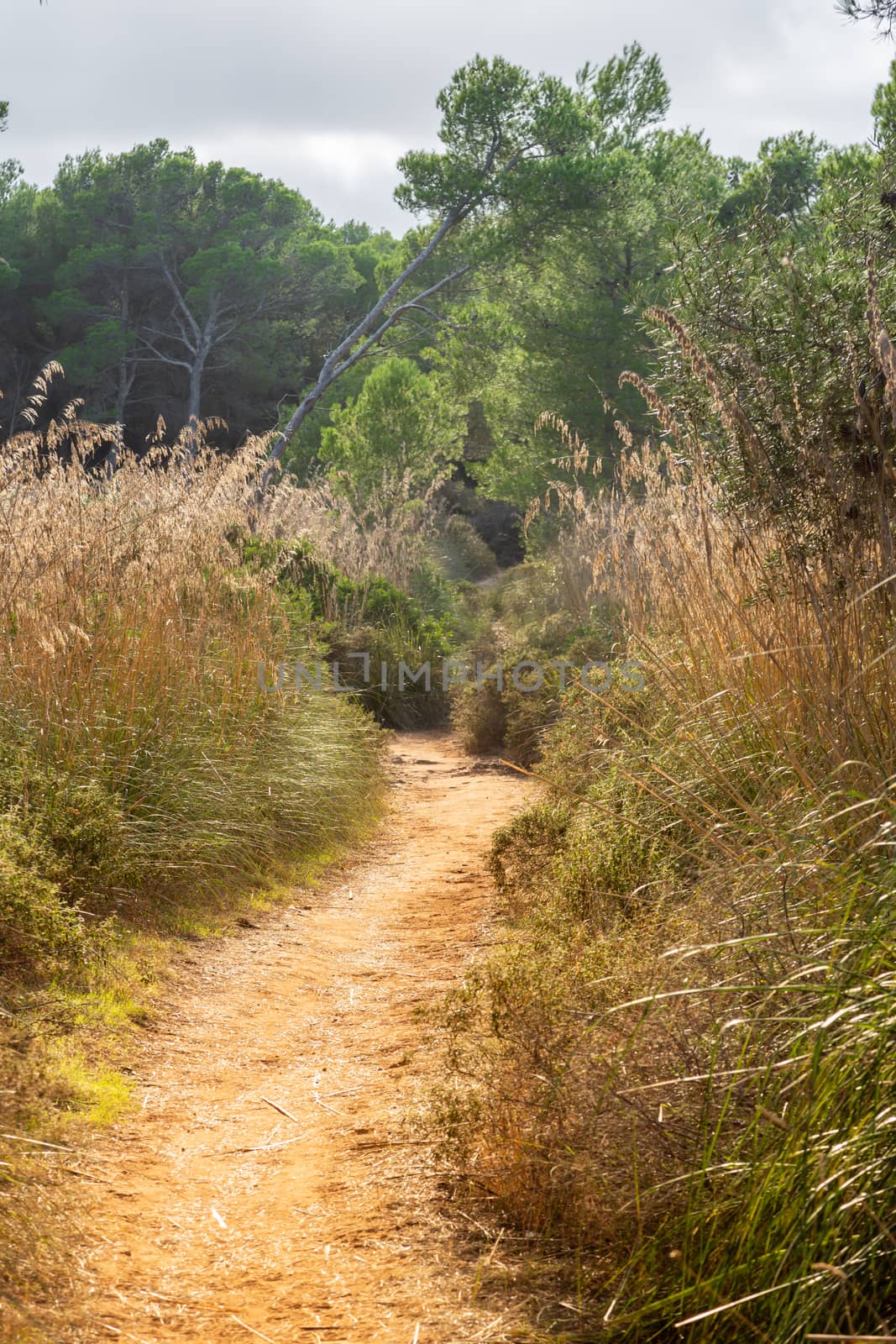 Wonderful dune landscape Cala Mesquida Mallorca Spain