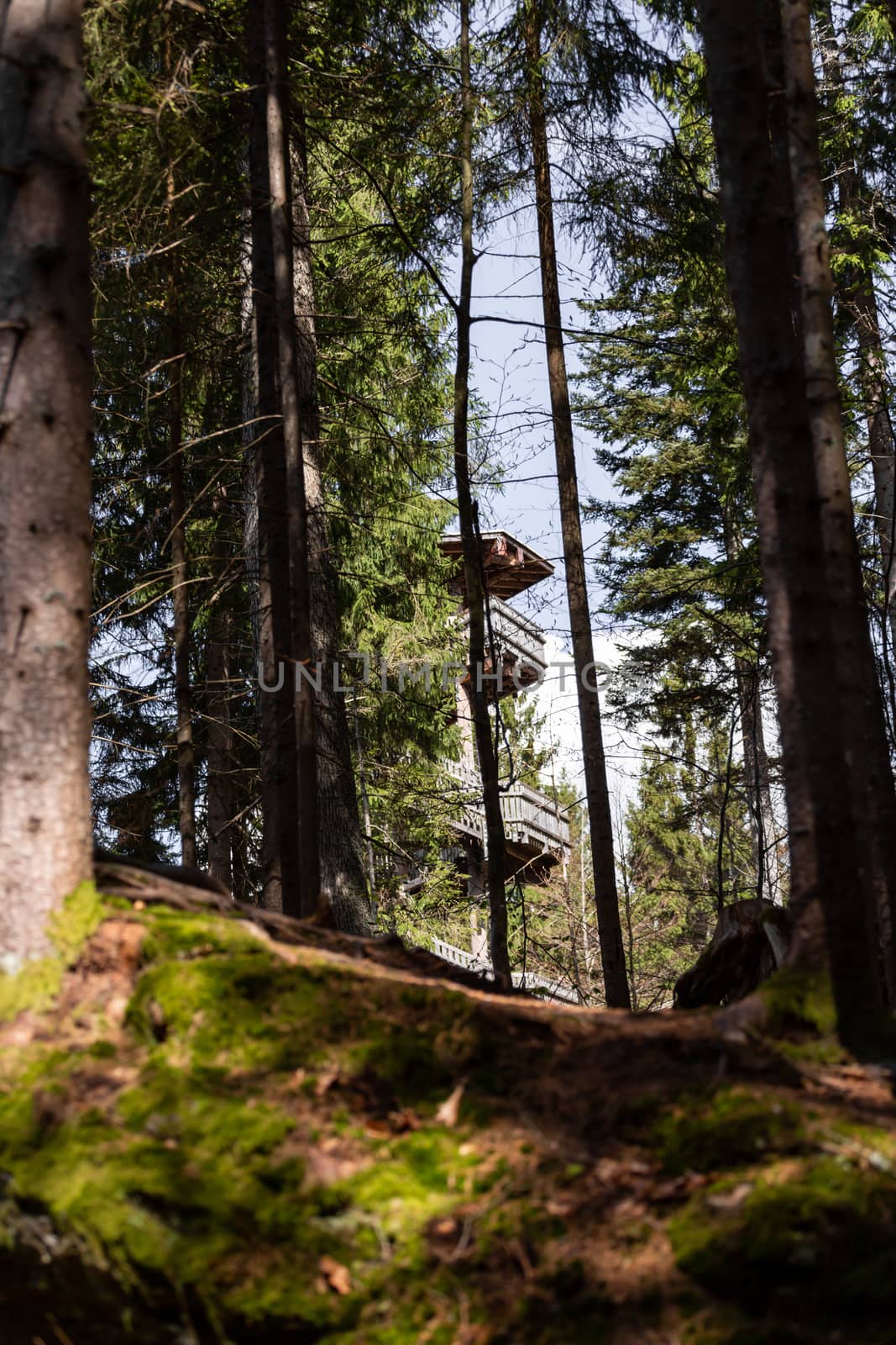 Impressions from the national park in Ludwigsthal Bavaria