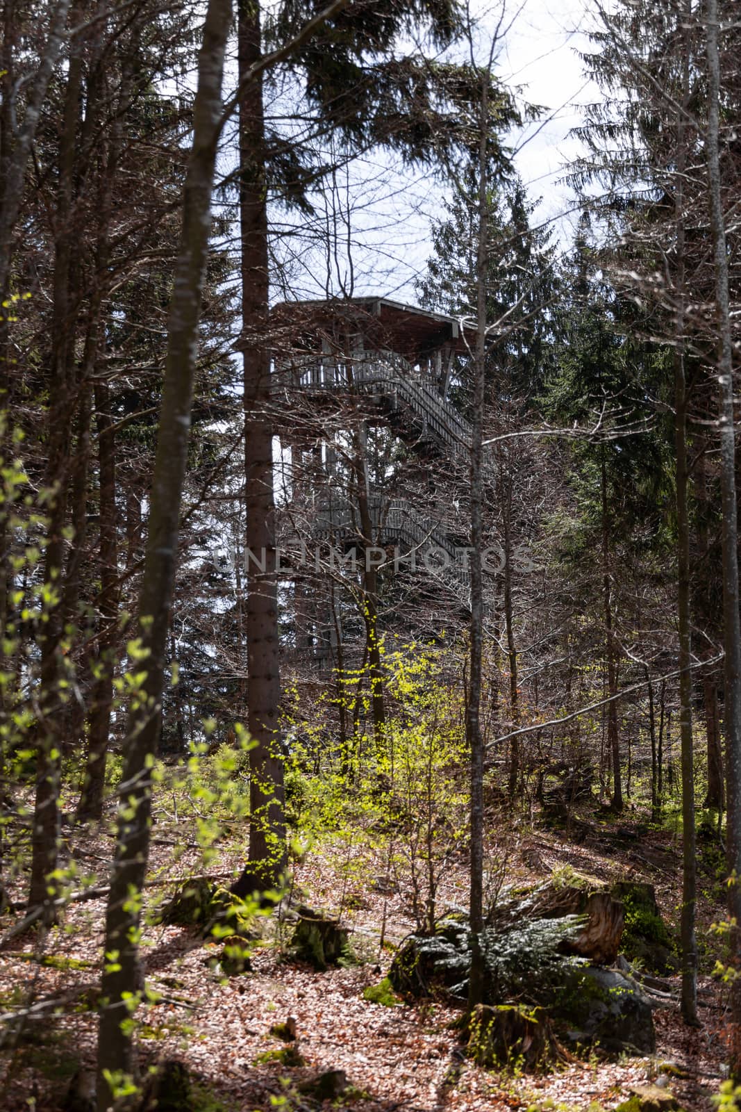 Impressions from the national park in Ludwigsthal Bavaria by sandra_fotodesign
