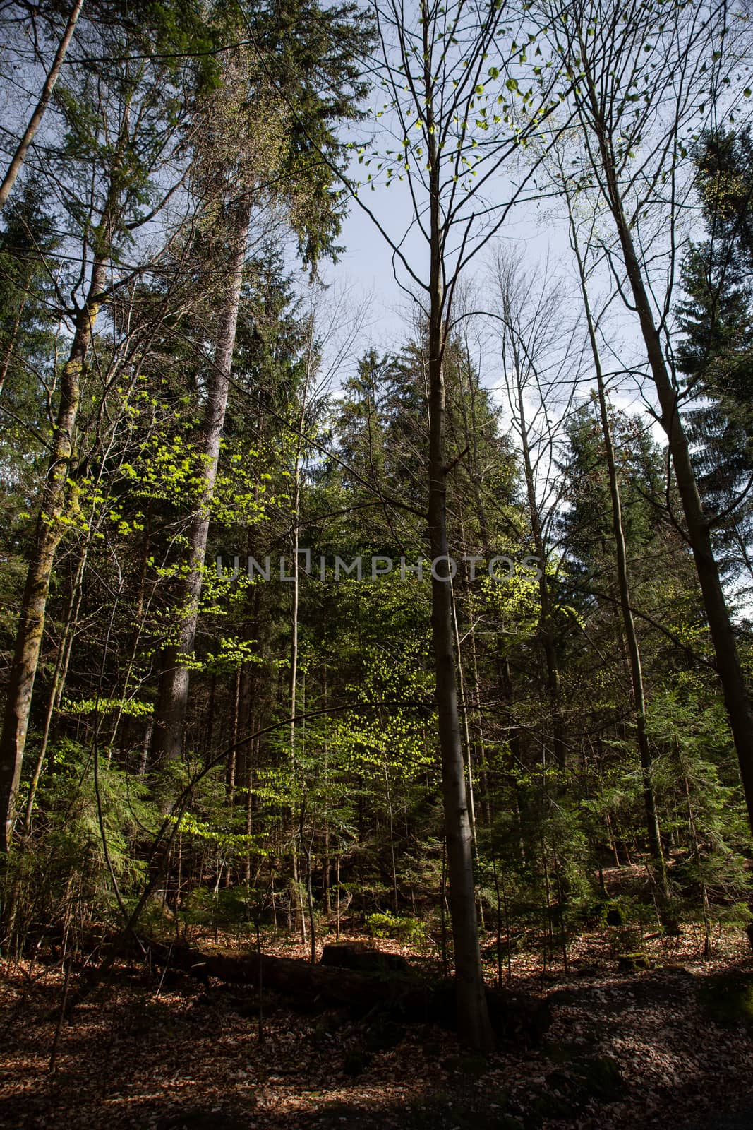 Impressions from the national park in Ludwigsthal Bavaria by sandra_fotodesign