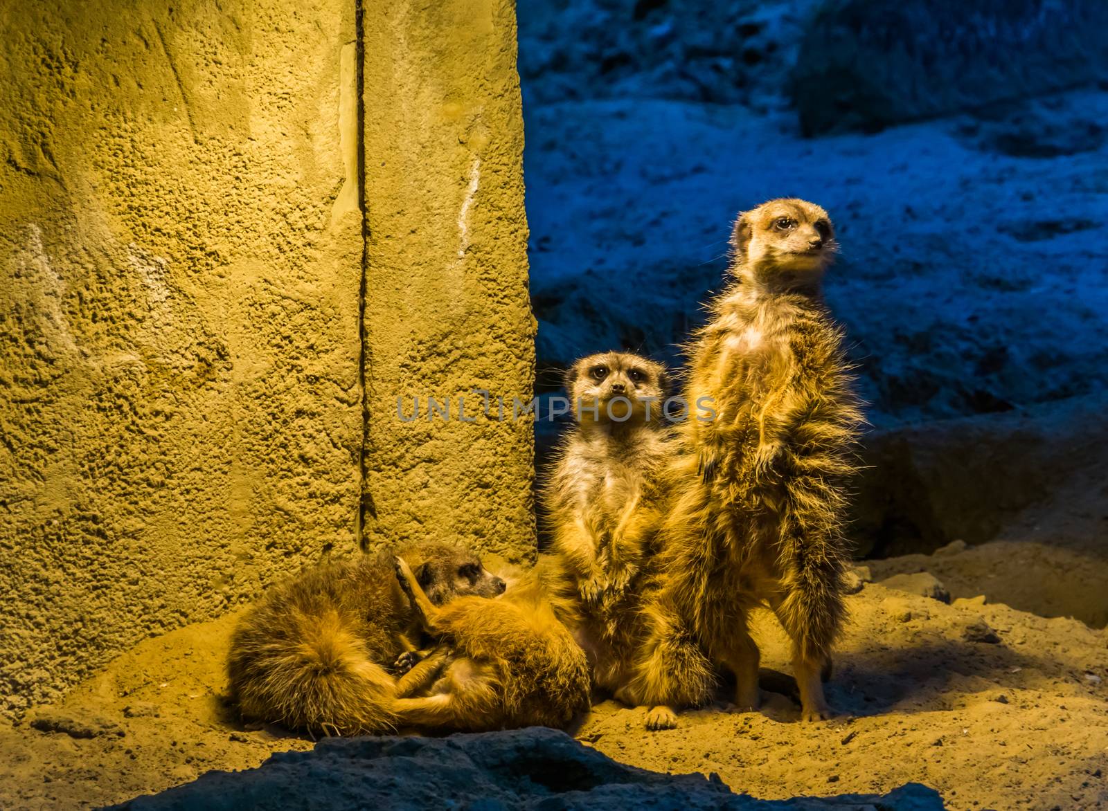 cute family portrait of meerkats together, two standing and two playing on the ground, popular zoo animals and pets by charlottebleijenberg