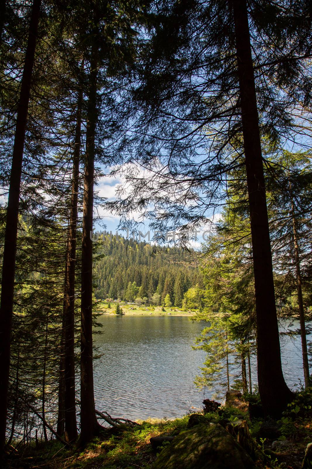 Landscape at the small Arbersee in Bavaria by sandra_fotodesign