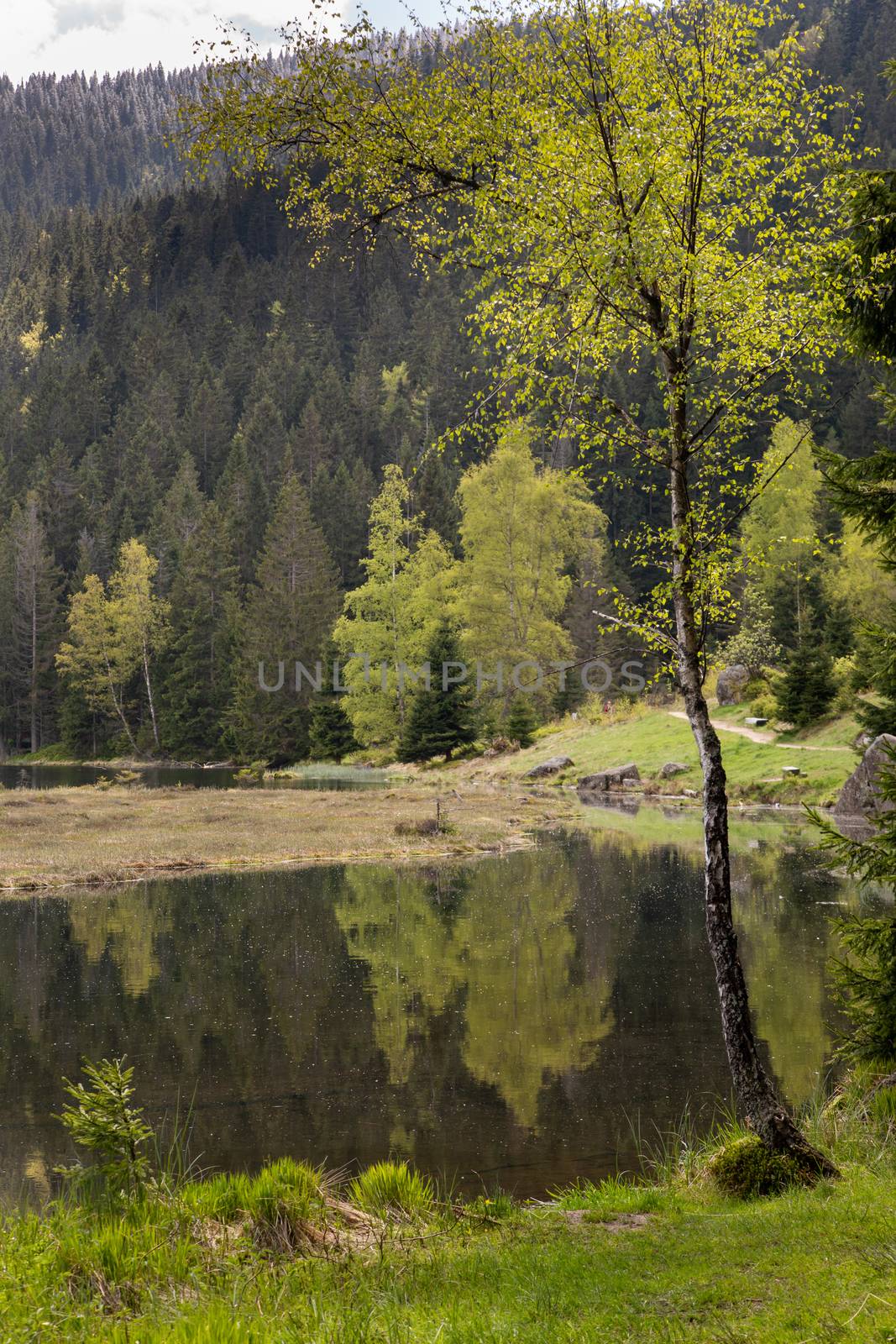 Landscape at the small Arbersee in Bavaria by sandra_fotodesign