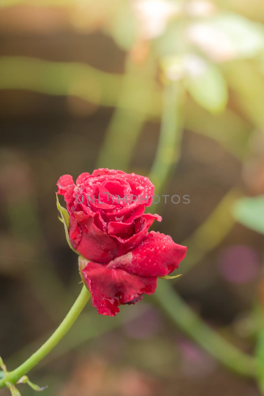 Roses in the garden, Roses are beautiful with a beautiful sunny day.