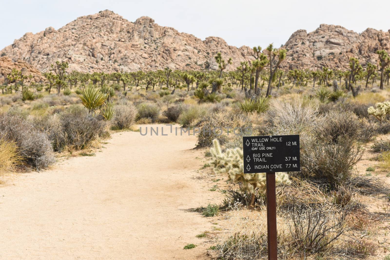 Trail sign on Boy Scout Trail in Joshua Tree National Park, Cali by Njean