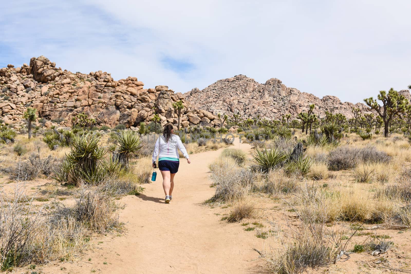 Hiker on Boy Scout Trail in Joshua Tree National Park, Californi by Njean