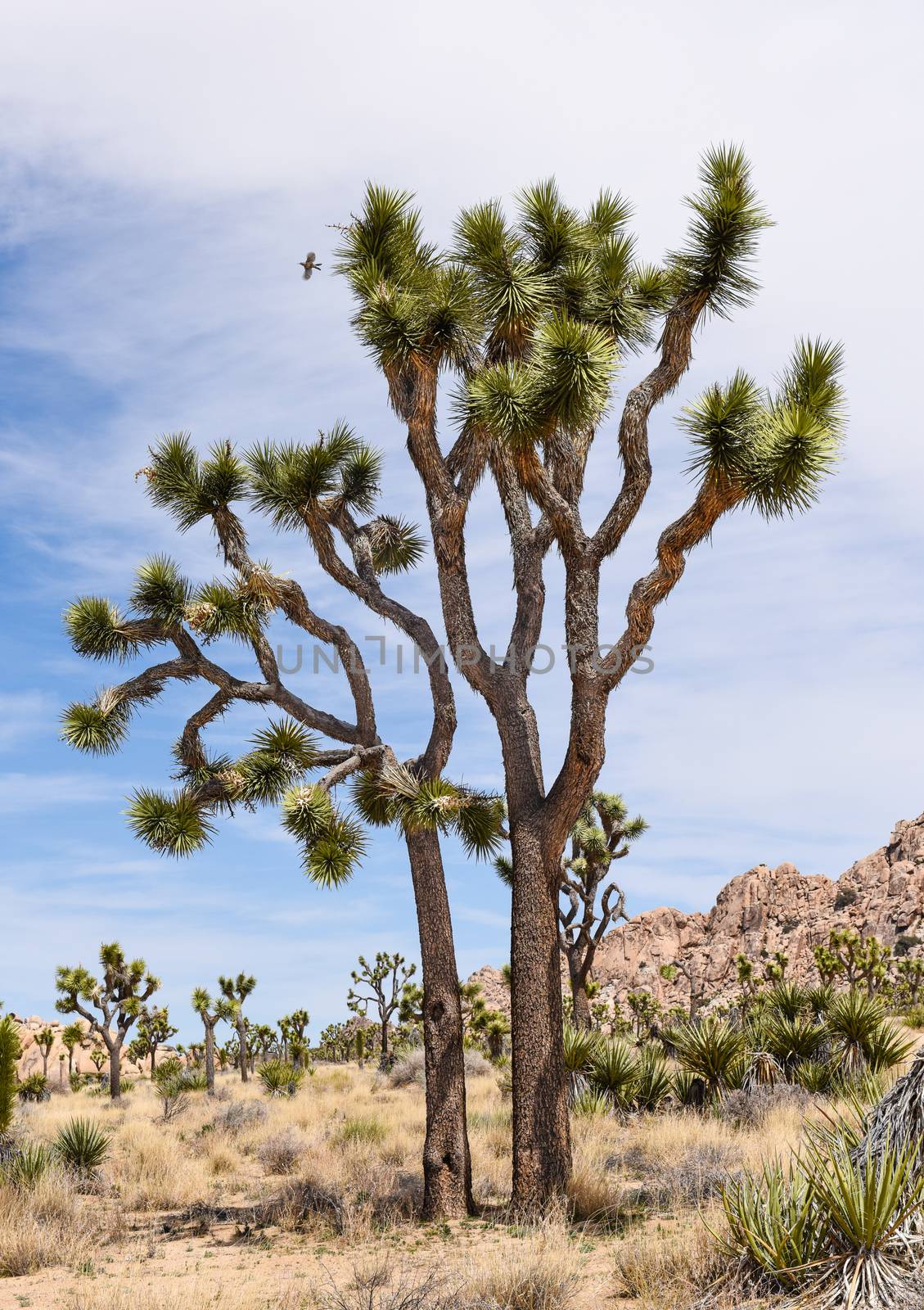 Joshua trees (Yucca brevifolia) on Boy Scout Trail in Joshua Tree National Park, California
