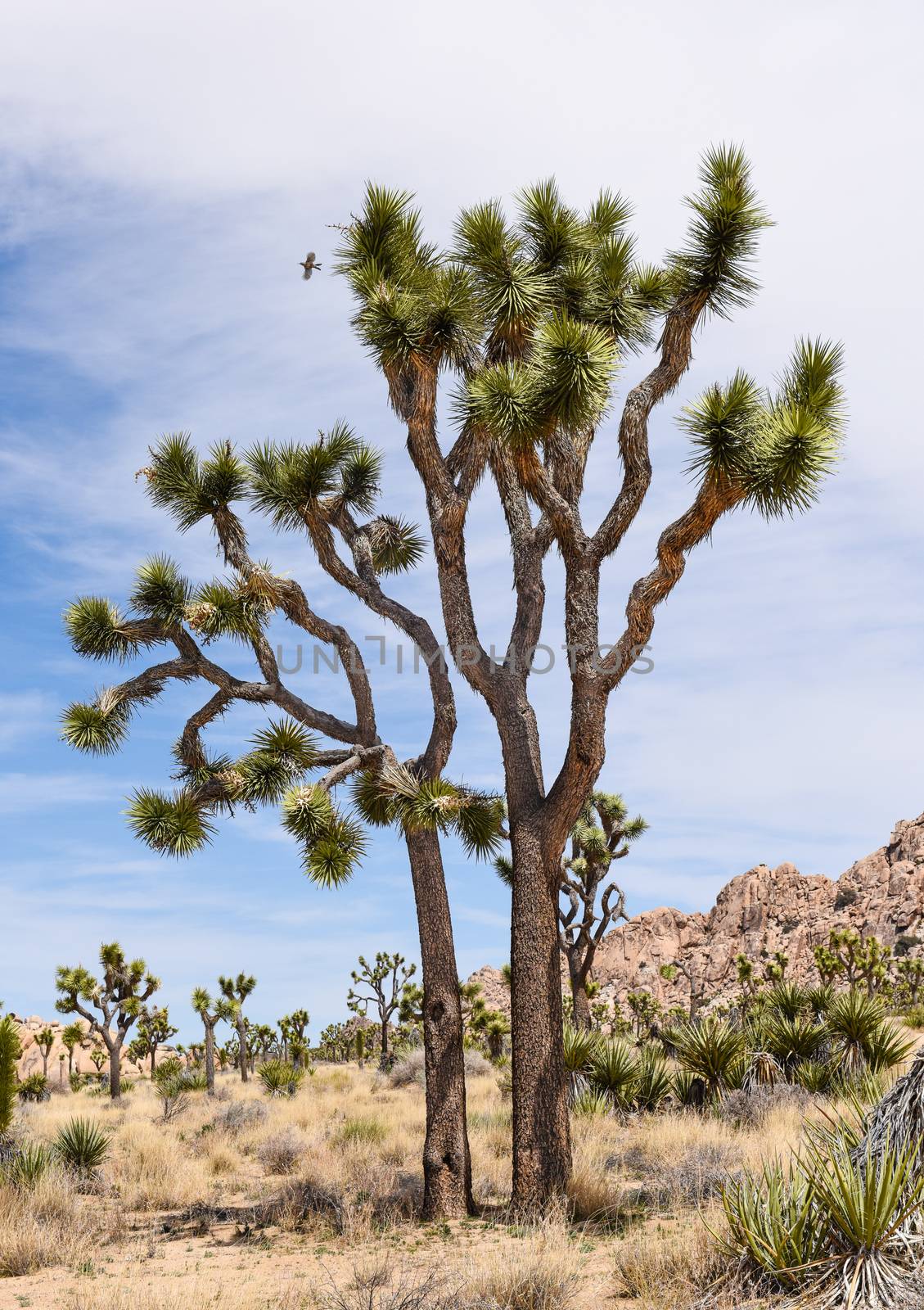 Joshua trees (Yucca brevifolia) on Boy Scout Trail in Joshua Tre by Njean