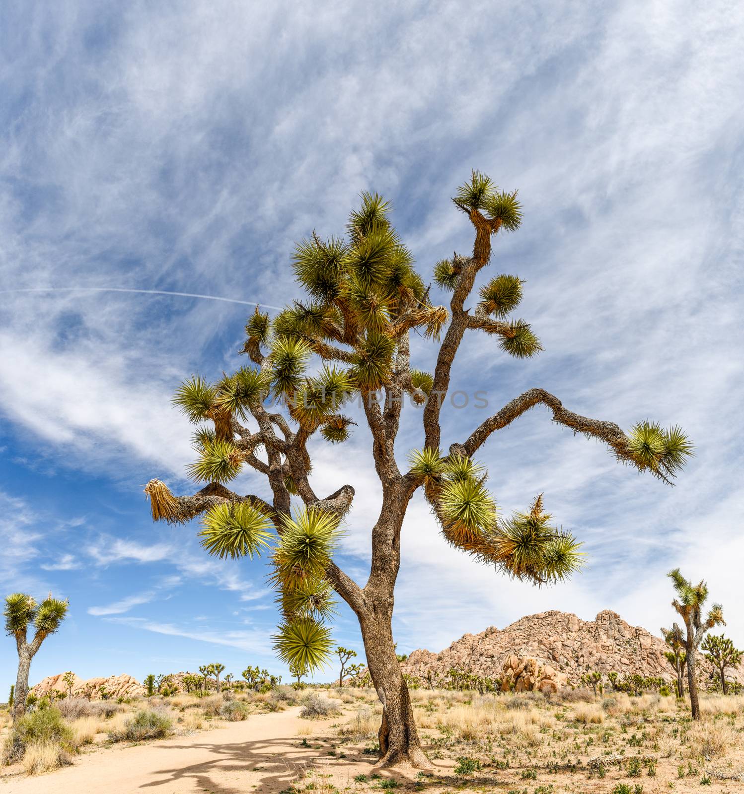 Joshua trees (Yucca brevifolia) on Boy Scout Trail in Joshua Tre by Njean