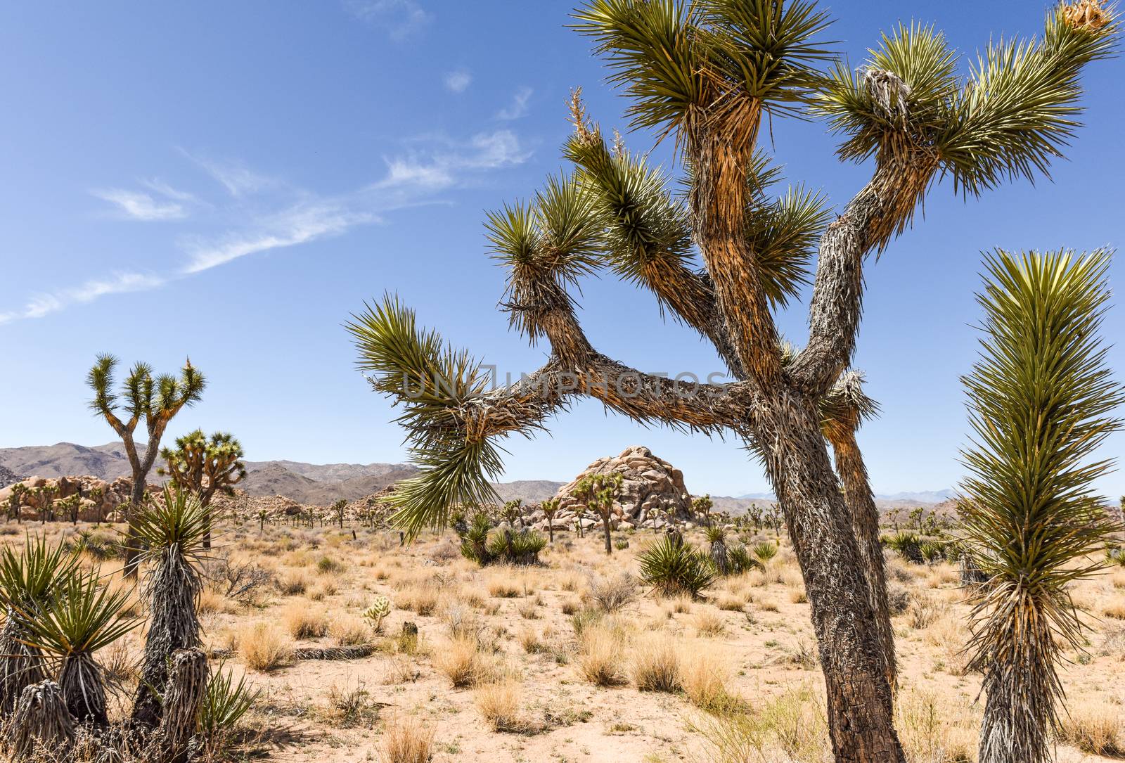 Joshua trees (Yucca brevifolia) on Boy Scout Trail in Joshua Tre by Njean