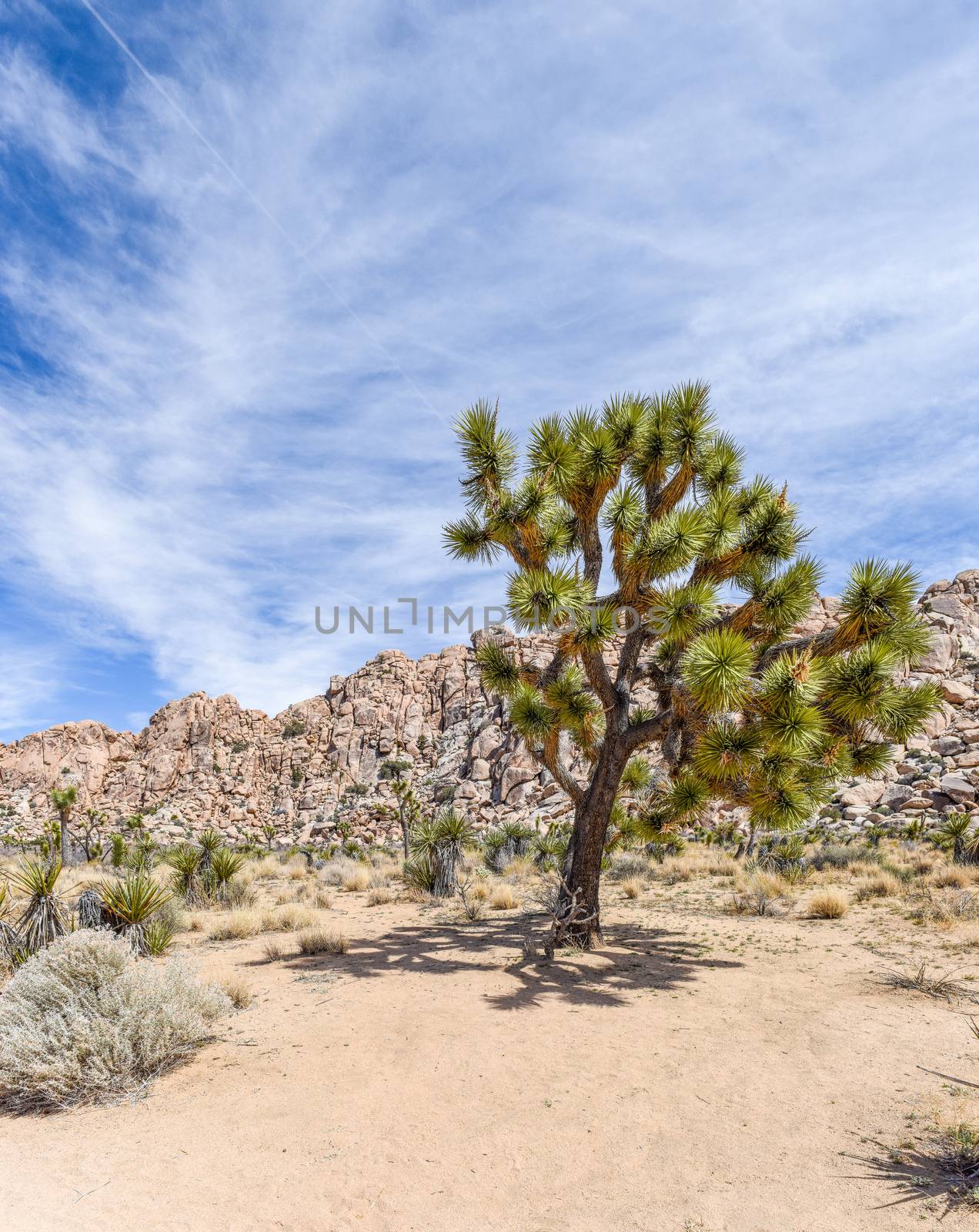 Joshua trees (Yucca brevifolia) on Boy Scout Trail in Joshua Tre by Njean