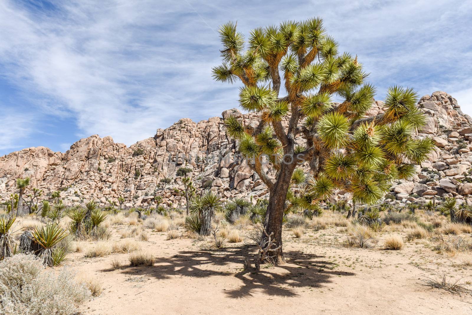 Joshua trees (Yucca brevifolia) on Boy Scout Trail in Joshua Tre by Njean