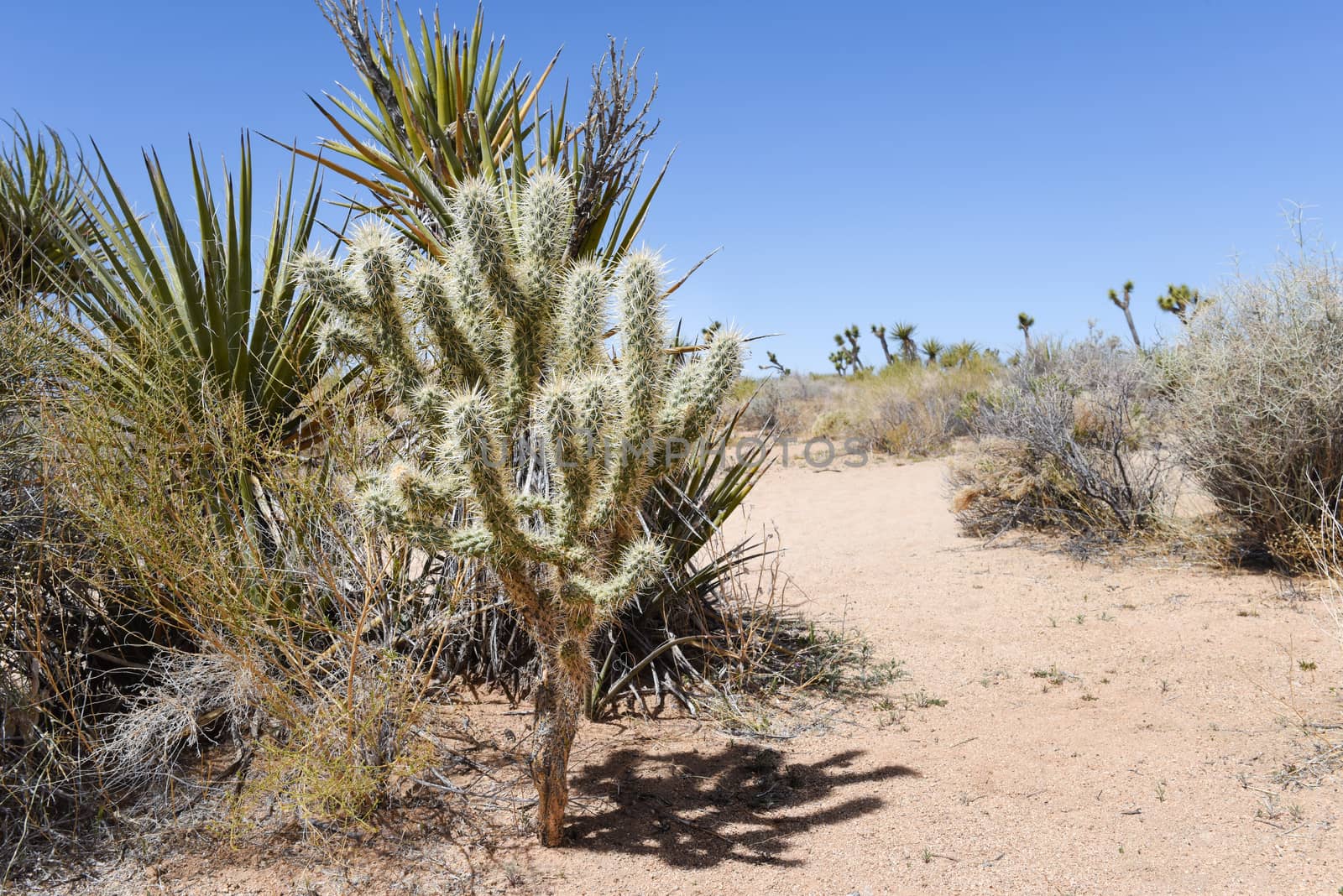 Cactus along Boy Scout Trail in Joshua Tree National Park, Calif by Njean