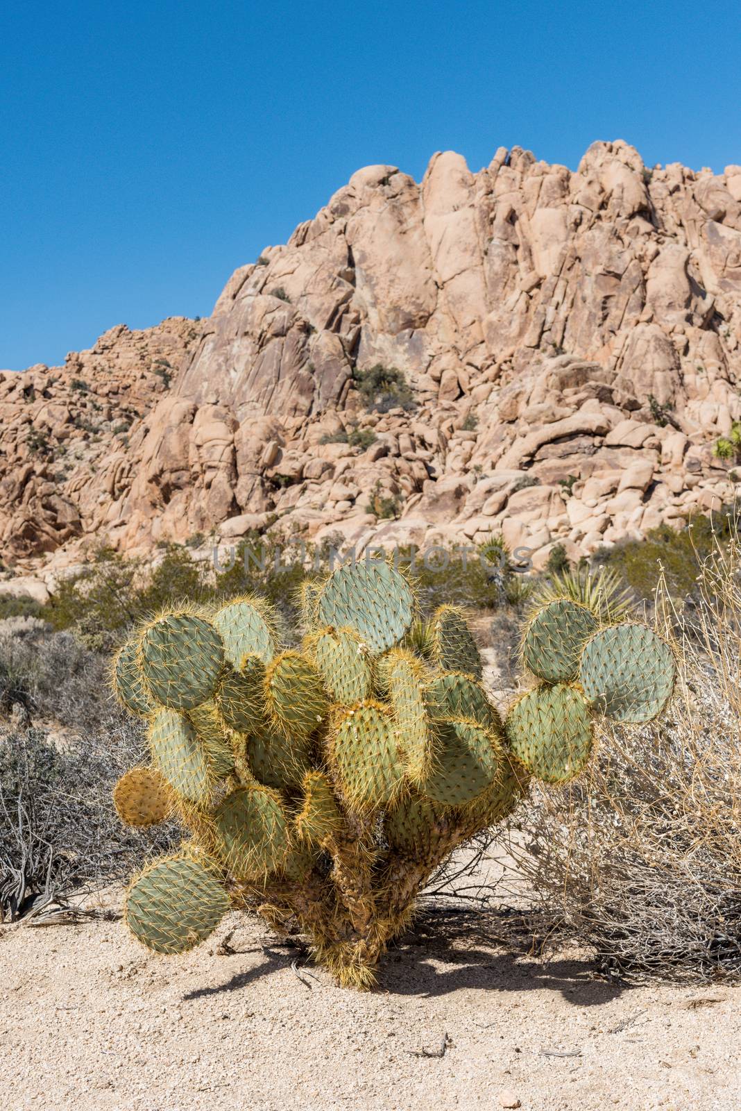 Opuntia chlorotica (dollarjoint pricklypear) cactus along Willow Hole Trail in Joshua Tree National Park, California