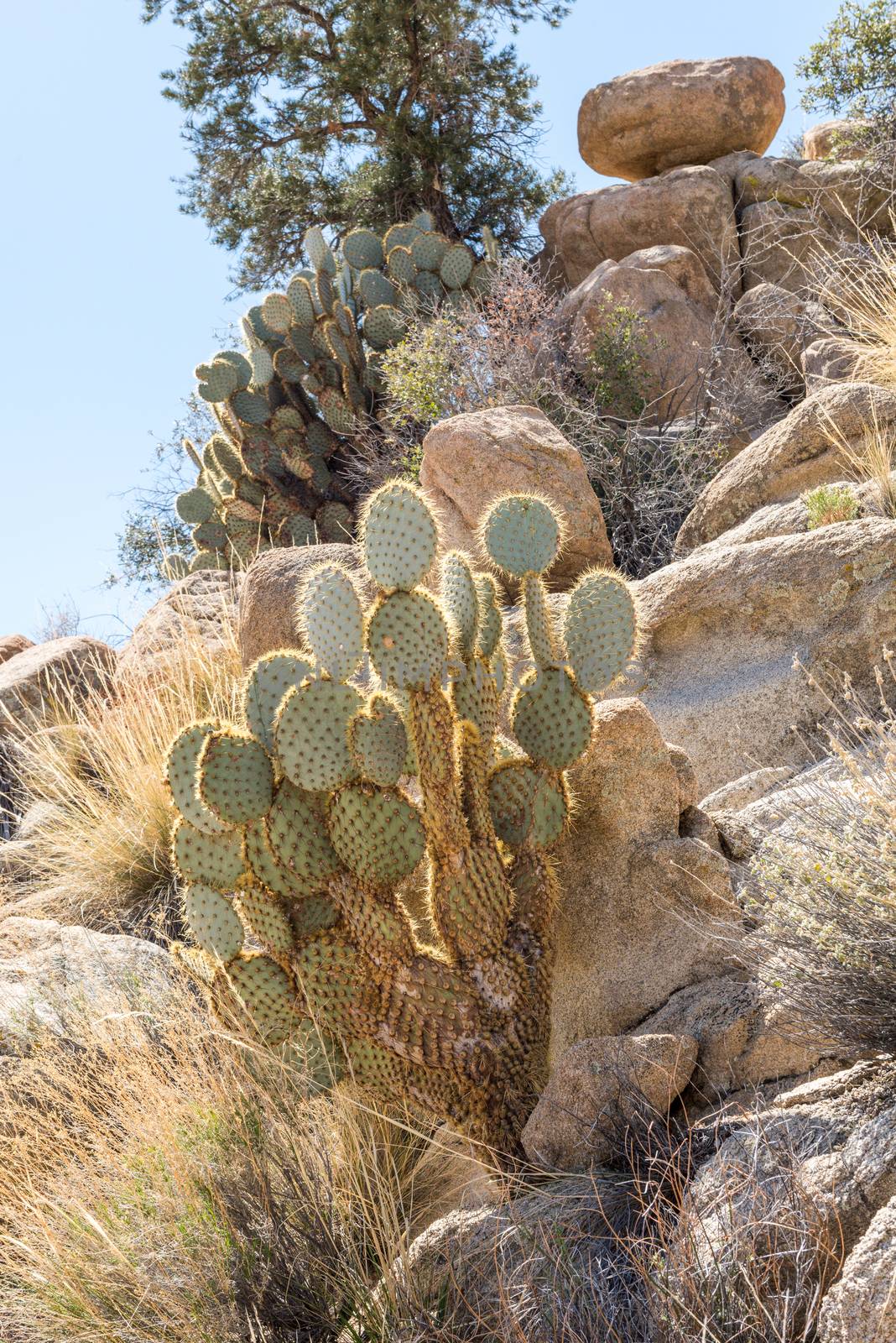 Opuntia chlorotica (dollarjoint pricklypear) cactus along Willow by Njean