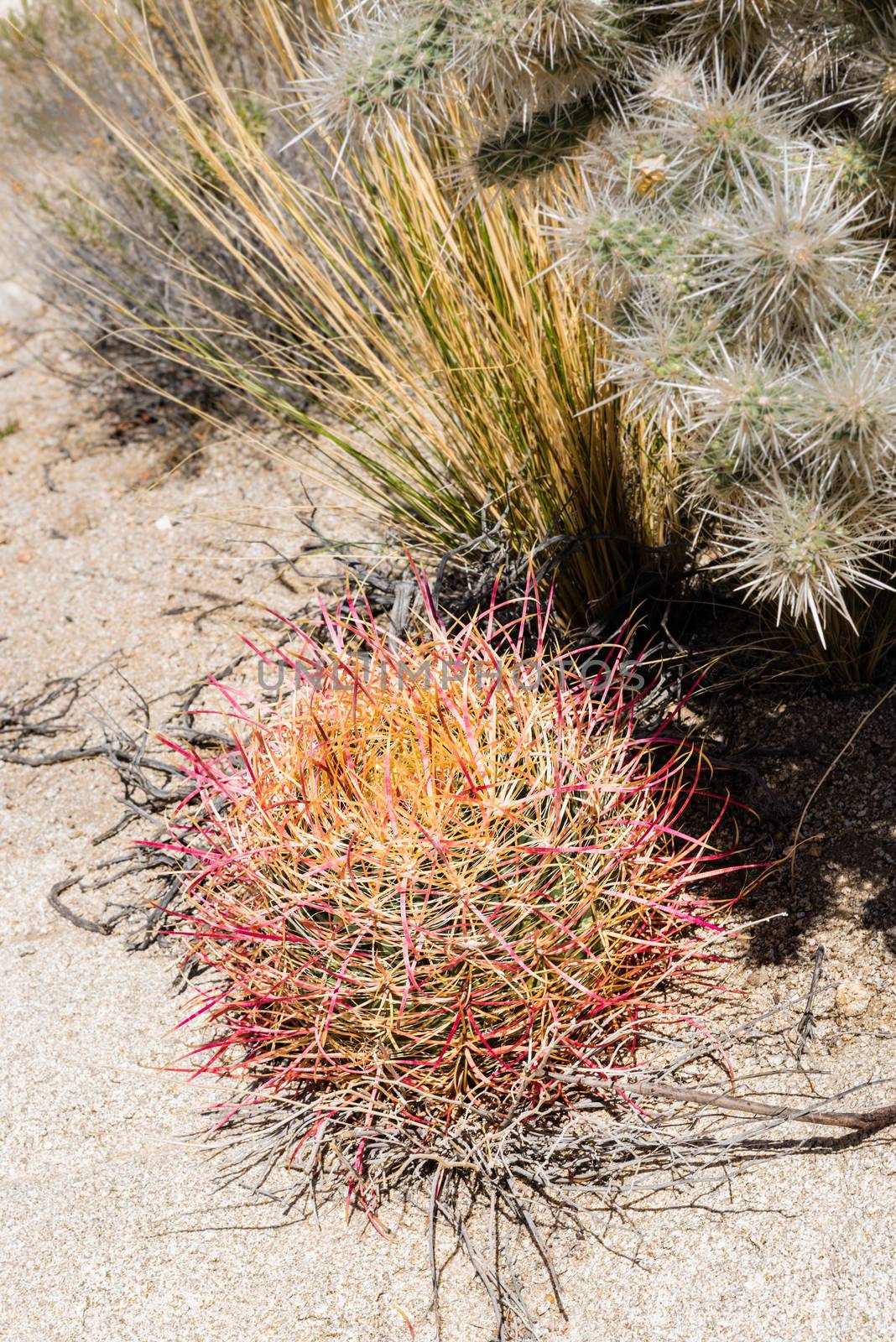 Cactus varieties in Joshua Tree National Park, California by Njean