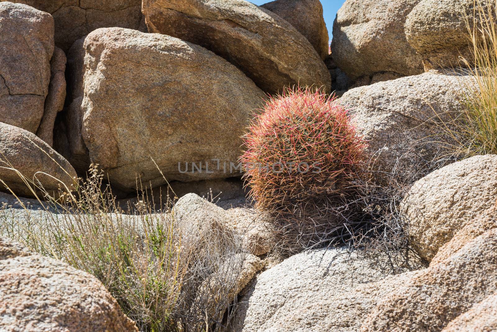 California barrel cactus (Ferocactus cylindraceus) in Joshua Tre by Njean