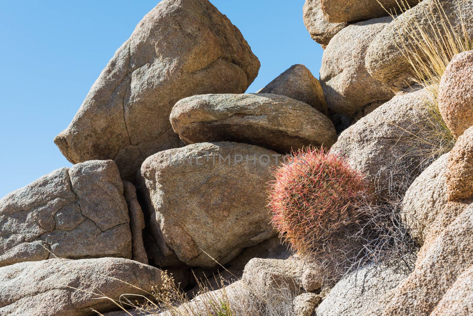 California barrel cactus (Ferocactus cylindraceus) in Joshua Tree National Park, California