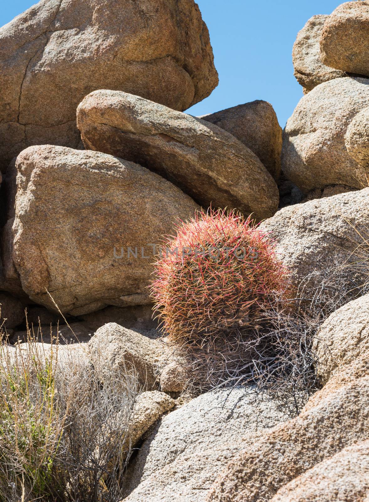 California barrel cactus (Ferocactus cylindraceus) in Joshua Tre by Njean