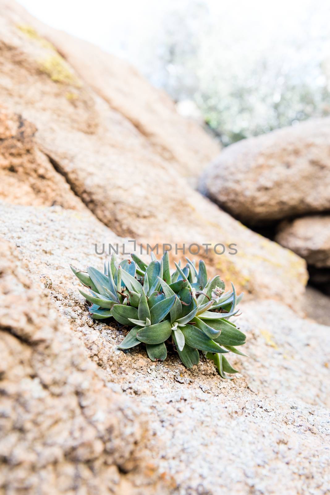 Succulent growing in rock in Joshua Tree National Park, Californ by Njean