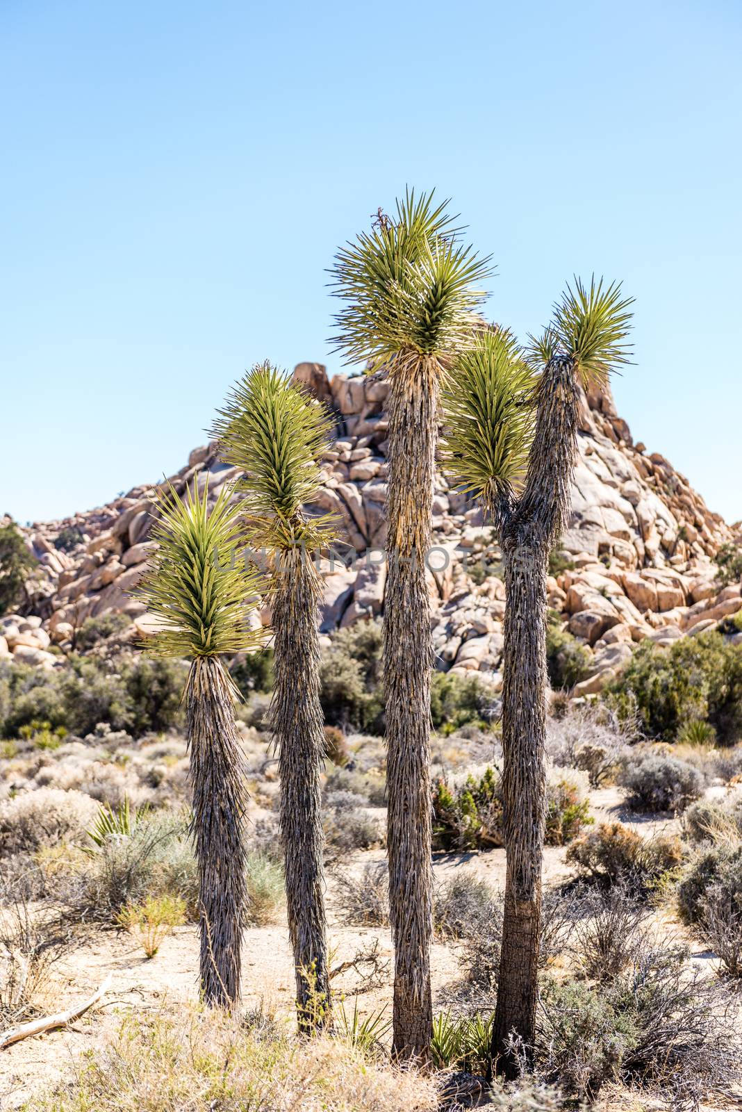 Joshua trees (Yucca brevifolia) in the Wonderland of Rocks area  by Njean